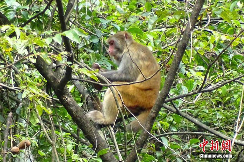 후베이 자연보호구역서 야생 붉은털원숭이떼 등장
