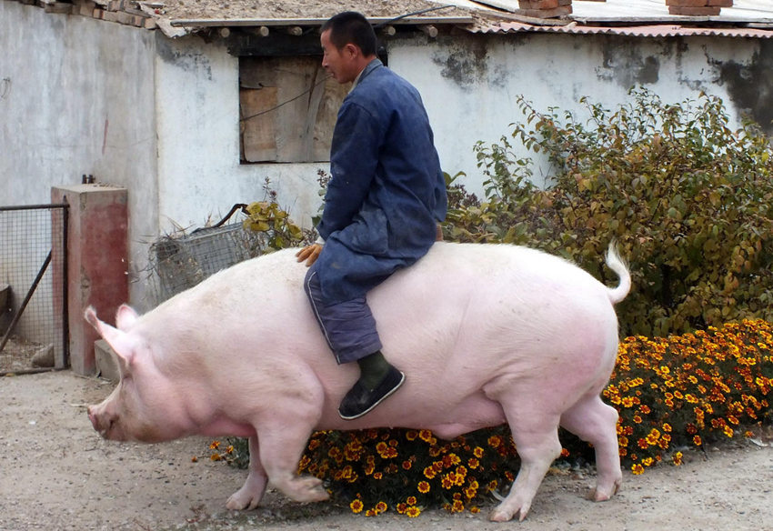 장자커우 600kg 암퇘지 주인 “도살 않겠다” 선언