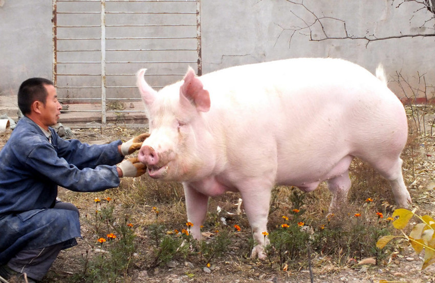 장자커우 600kg 암퇘지 주인 “도살 않겠다” 선언