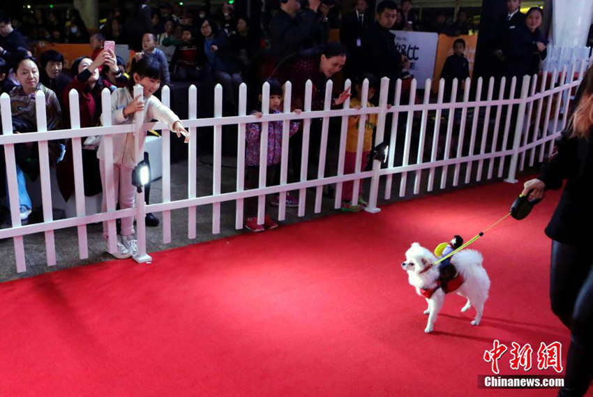 베이징서 강아지 레드카펫쇼, 탑스타로 변신한 강아지들