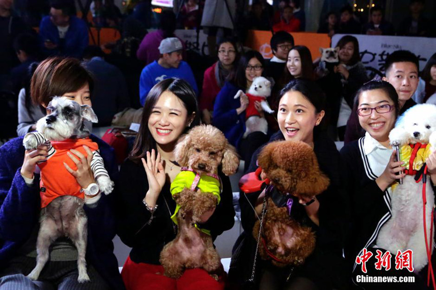 베이징서 강아지 레드카펫쇼, 탑스타로 변신한 강아지들