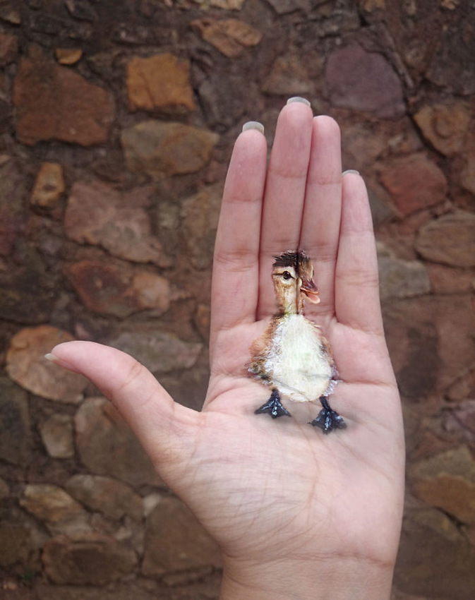 남아프리카 일러스트레이터, 손바닥에 펼쳐진 3D 세계