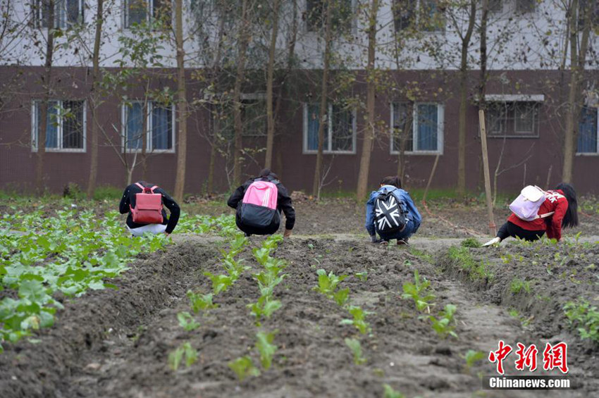 대학 교필과목 ‘농사짓기’로 심은 채소, 불티나게 팔려