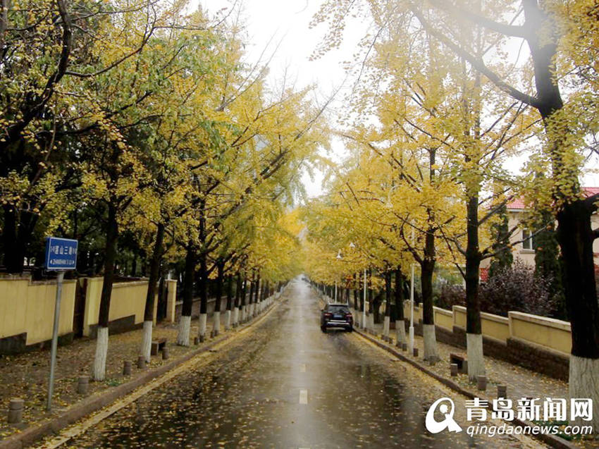 ‘가장 아름다운 은행나무 오솔길’, 노란 낙엽비 감상