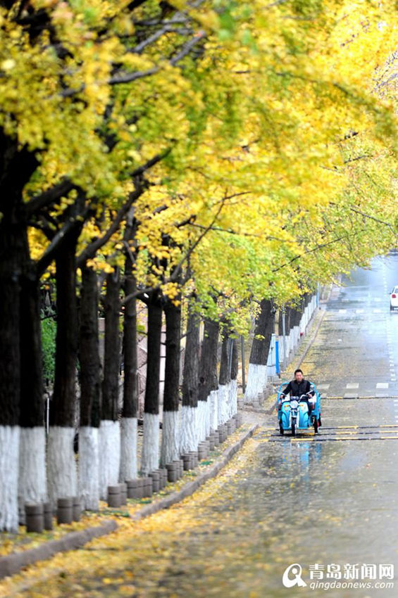 ‘가장 아름다운 은행나무 오솔길’, 노란 낙엽비 감상