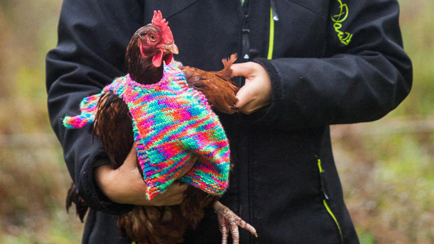 가축에게 직접 짠 겨울맞이 후드 입힌 영국여성, '훈훈'