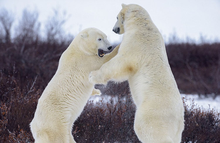 북극곰 2마리 눈밭서 서로 밀치며 ‘권투 PK’