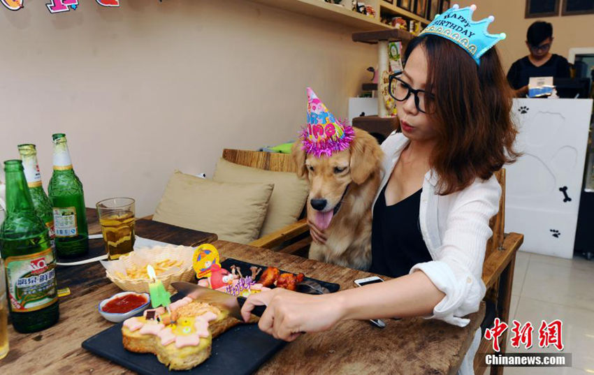 애견카페서 생일 맞은 애완견, ‘맛있는 뼈다귀 케이크’