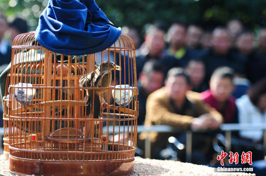 구이저우서 ‘새 싸움 대회’ 열어 묘족 새해 축하