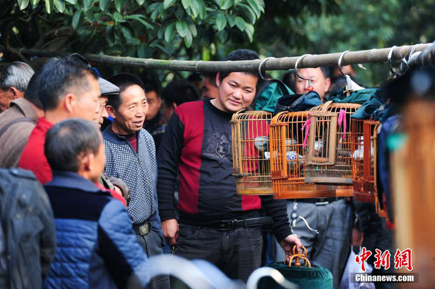 구이저우서 ‘새 싸움 대회’ 열어 묘족 새해 축하