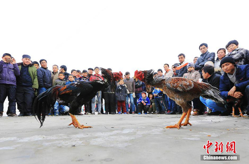 신장 닭싸움 현장, 각종 ‘복싱기술’ 등장