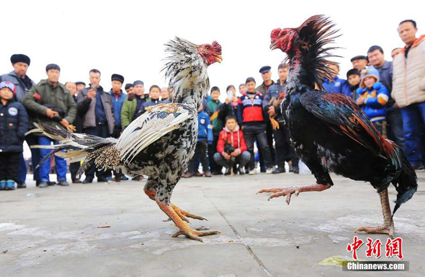 신장 닭싸움 현장, 각종 ‘복싱기술’ 등장