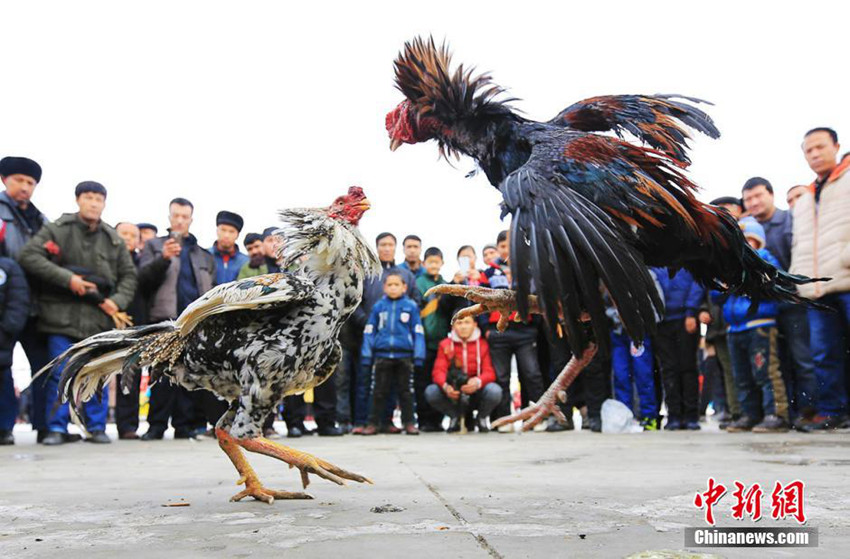 신장 닭싸움 현장, 각종 ‘복싱기술’ 등장