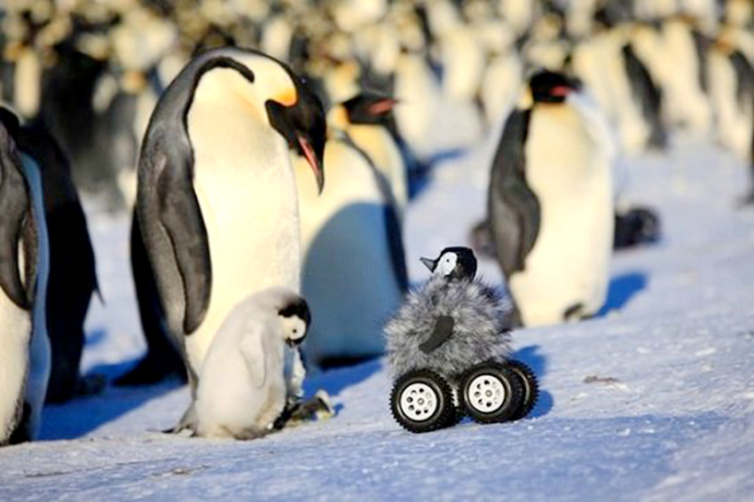 위장용 특수 카메라로 황제펭귄의 남극 생활 포착