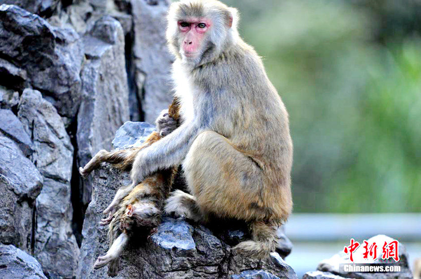 푸저우 동물원, 죽은 새끼 곁을 맴도는 원숭이의 母情