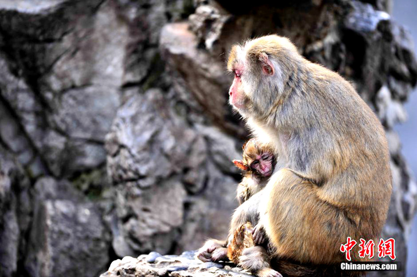 푸저우 동물원, 죽은 새끼 곁을 맴도는 원숭이의 母情