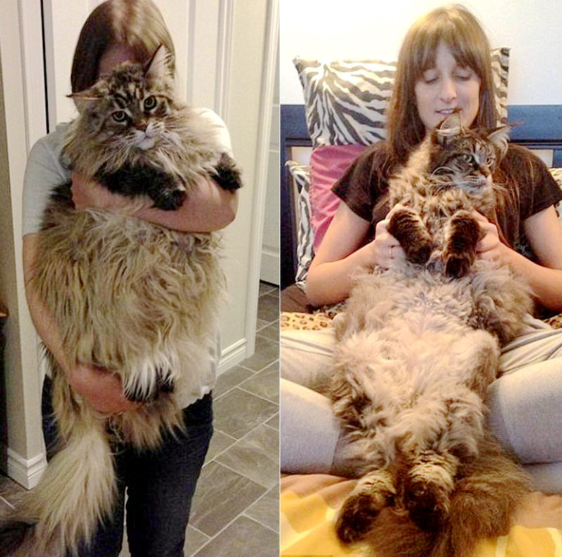 ‘외계에서 온 고양이?’… 초대형 고양이 화제