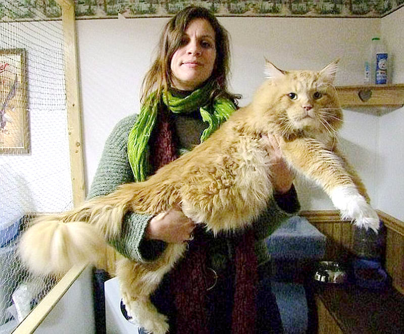 ‘외계에서 온 고양이?’… 초대형 고양이 화제