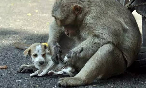 버려진 작은 강아지 돌보는 인도의 한 원숭이