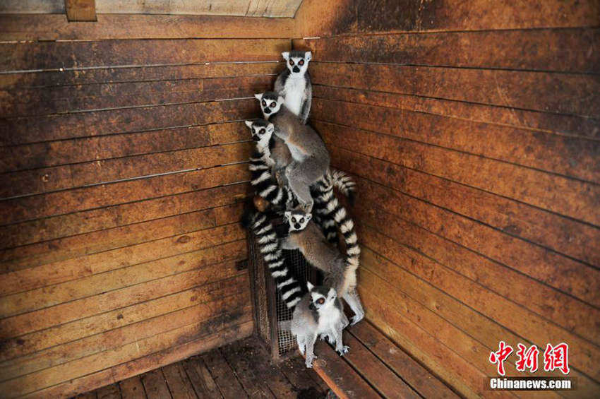 쿤밍 동물원 동물들의 ‘추위 피하는 법’