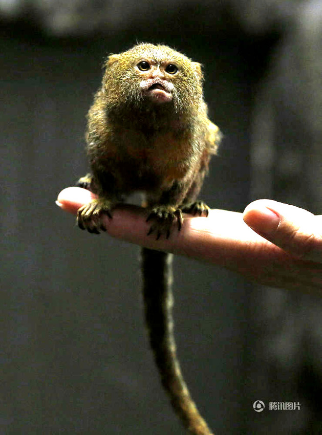 홍콩서 세계 최소 원숭이 공개… ‘손바닥만 하네’