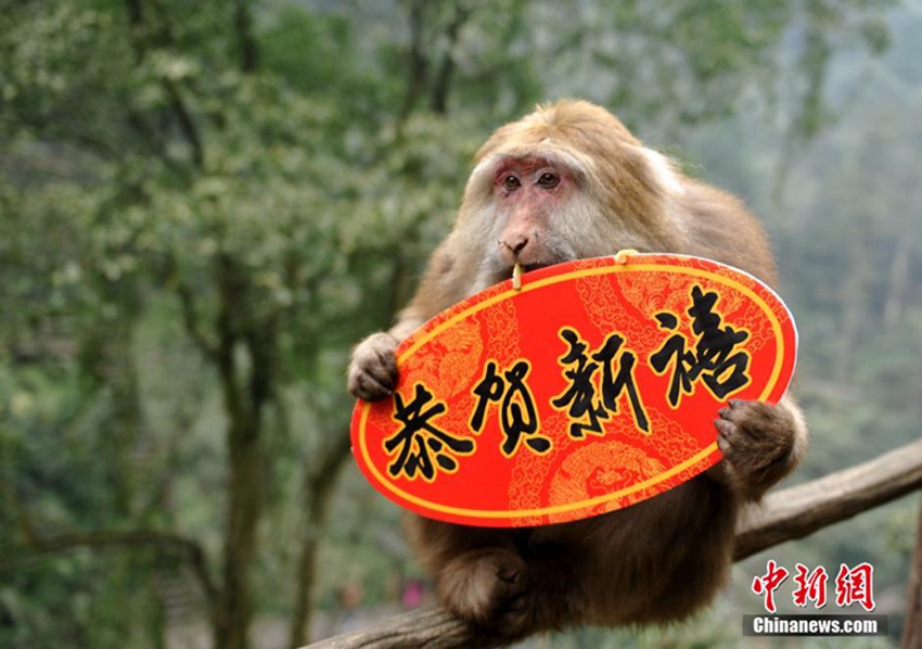 쓰촨 어메이산 원숭이들 “새해 복 많이 받으세요”