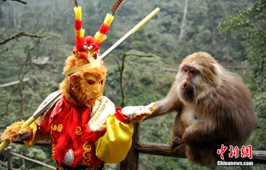 쓰촨 어메이산 원숭이들 “새해 복 많이 받으세요”