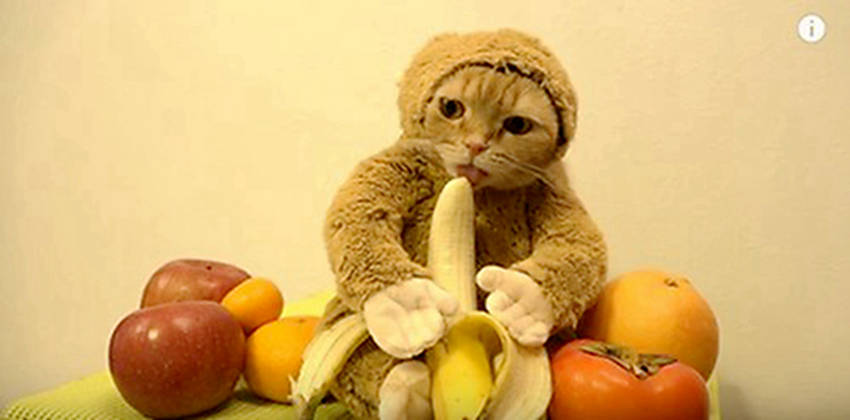 원숭이로 변신한 고양이, 바나나 먹는 모습도 귀여워!
