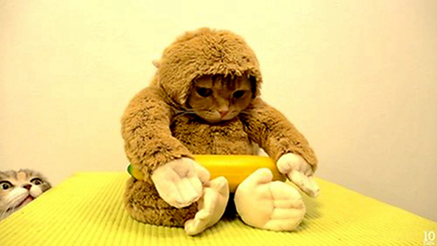 원숭이로 변신한 고양이, 바나나 먹는 모습도 귀여워!
