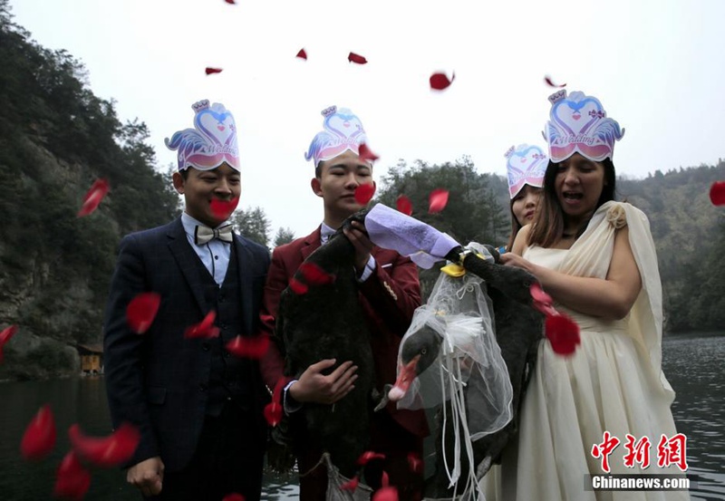 장자제 바오펑후에서 흑고니를 위해 열린 결혼식 눈길