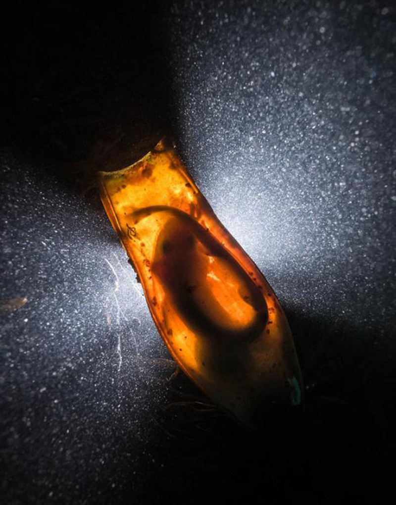2016년 수중사진전 우승 작품 ‘황금 해마’