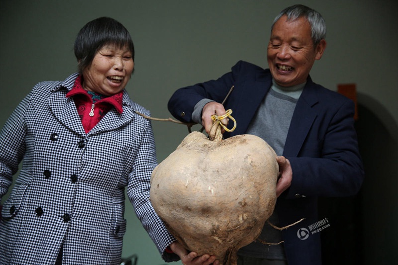 광둥 시민이 수확한 2년 자란 고구마, 무려 18.5kg