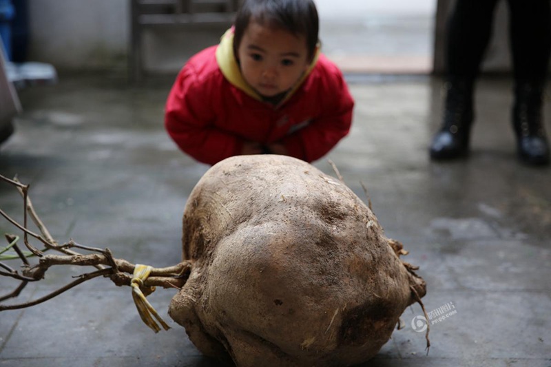 광둥 시민이 수확한 2년 자란 고구마, 무려 18.5kg