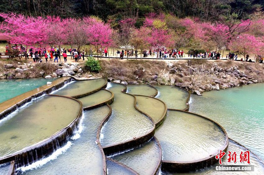 푸저우 공원에 벚꽃이 활짝 폈다… 봄기운 물씬!
