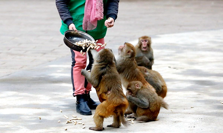 저장 ‘후왕곡’ 관광구의 원숭이 무리… ‘재주는 수준급’