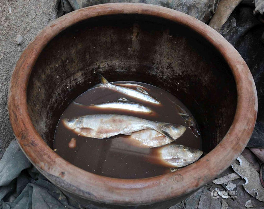 산둥 칭다오 촌민, 30년 전통 국물로 어포 절여