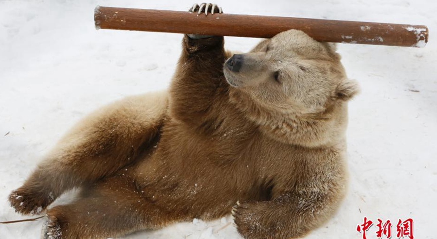 러시아 ‘쿵푸 곰’ 인기, 곤봉무술 정도는 해줘야 궁푸지