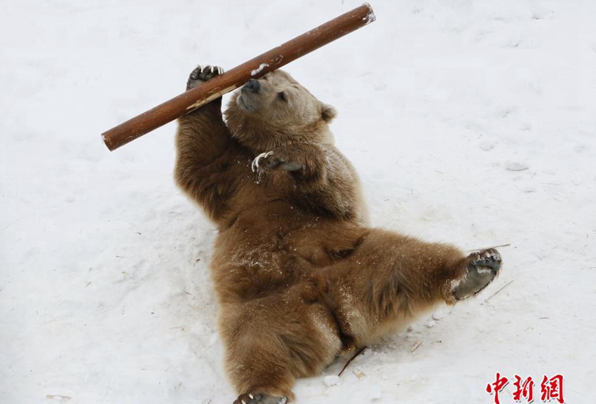 러시아 ‘쿵푸 곰’ 인기, 곤봉무술 정도는 해줘야 궁푸지