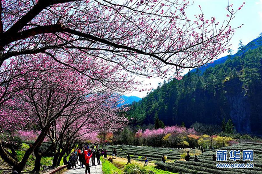 2월 29일 우링 농장 차밭에 활짝 핀 벚꽃을 구경하고 있는 관광객들.