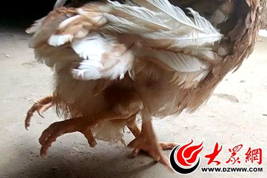 산둥 다리 4개 달린 닭 화제… 전문가 “기형 발육”