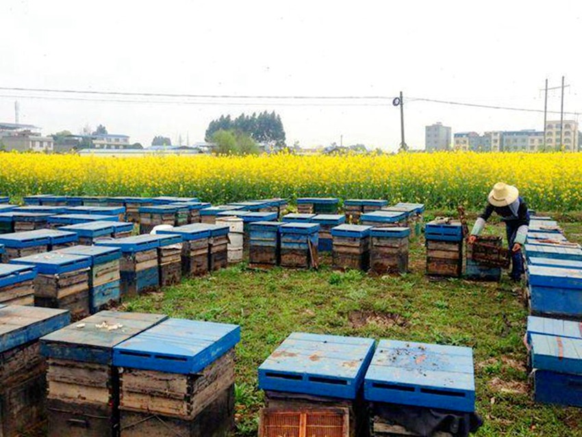 쓰촨 러산 소 3마리, 3만 마리 벌에 쏘여 죽어