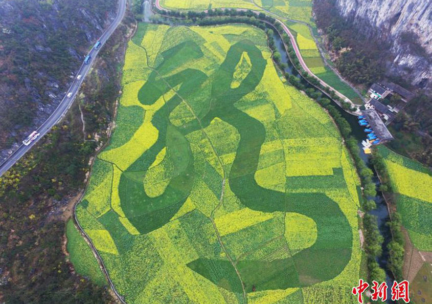 구이저우 황금빛 유채꽃밭에 새겨진 거대한 ‘용’자 눈길