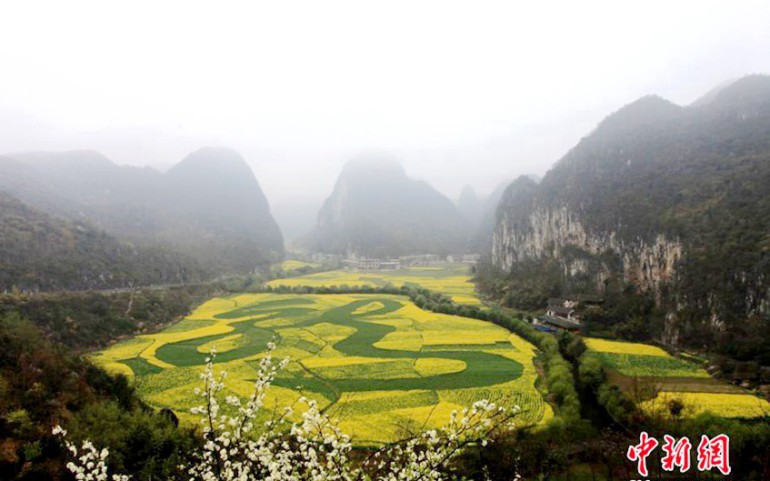 구이저우 황금빛 유채꽃밭에 새겨진 거대한 ‘용’자 눈길