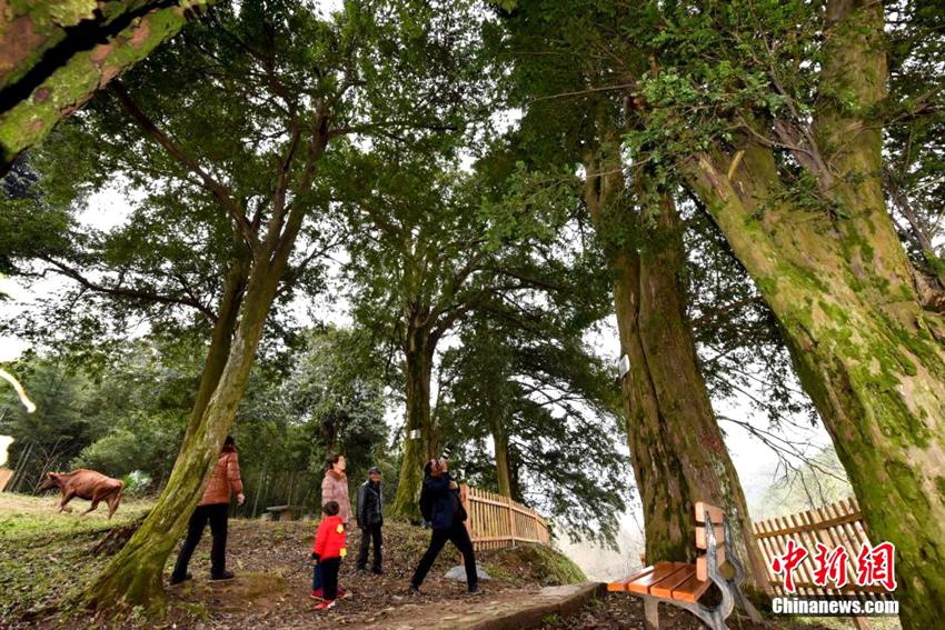 후난 주목나무숲 발견, 가장 오래된 나무는 900살 넘어