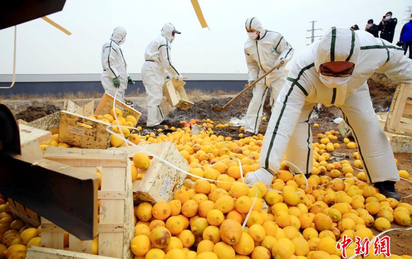 톈진 20여 톤 불합격 수입 과일 소각… 1.4만€ 상당