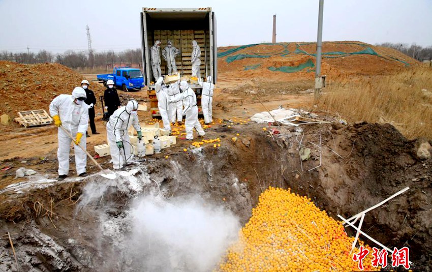 톈진 20여 톤 불합격 수입 과일 소각… 1.4만€ 상당