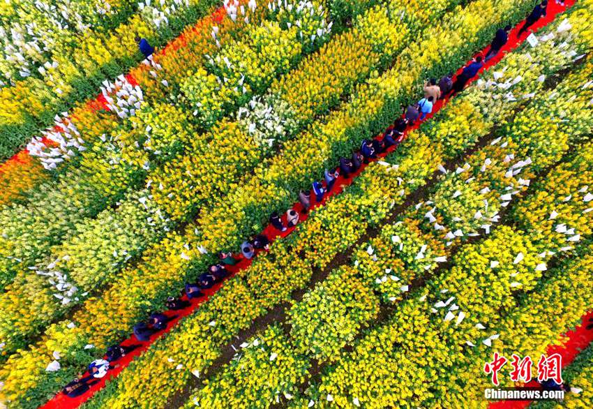 쓰촨 다양한 색의 유채꽃, 신비로운 ‘관음보살’ 눈길