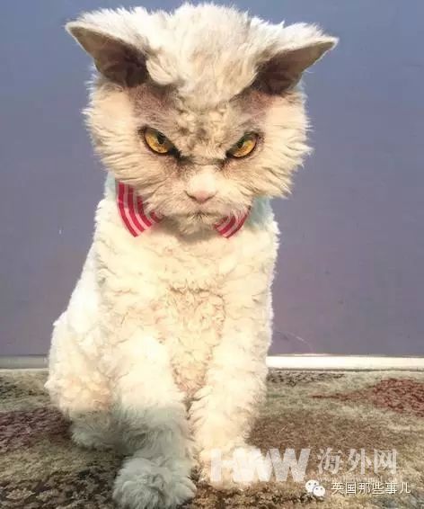영국 ‘물걸레’ 닮은 고양이, 인터넷서 화제
