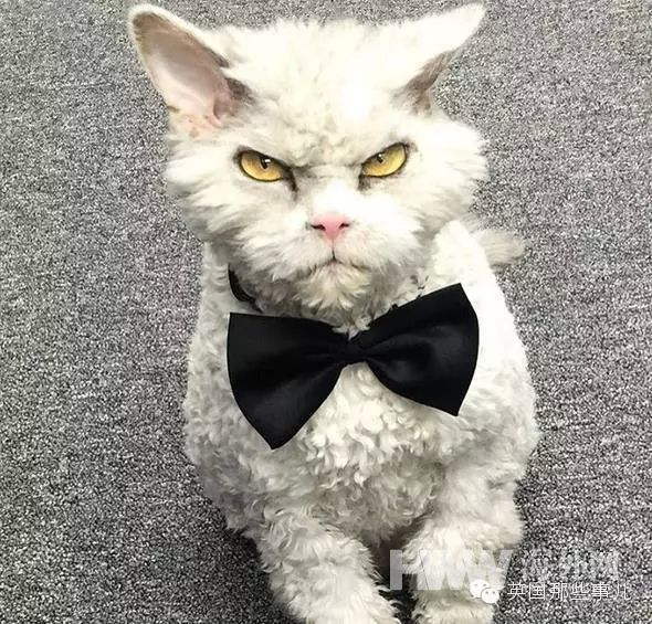 영국 ‘물걸레’ 닮은 고양이, 인터넷서 화제