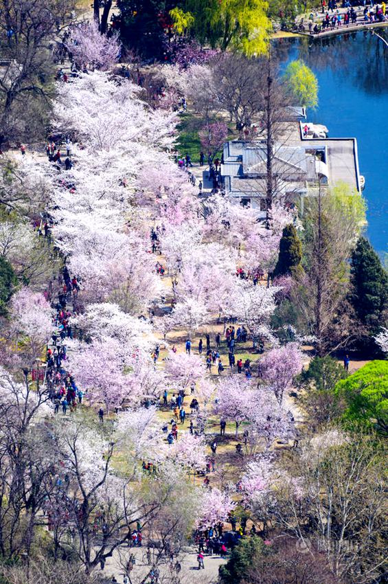 베이징 위위안탄, 벚꽃의 향연 펼쳐져!